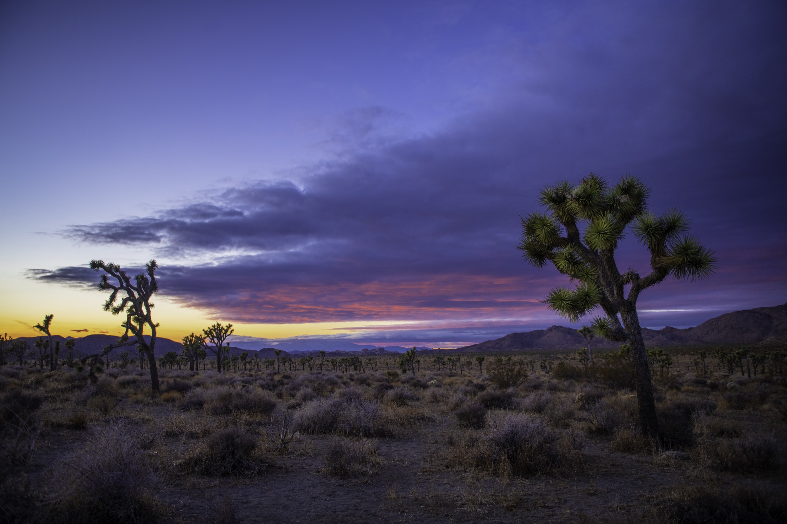A stand of Joshua trees at dusk in the Mojave Desert
